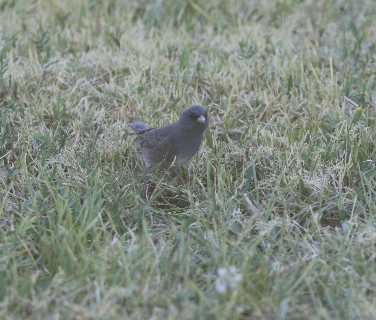 Dark-eyed Junco (Pink-sided) - ML612141665