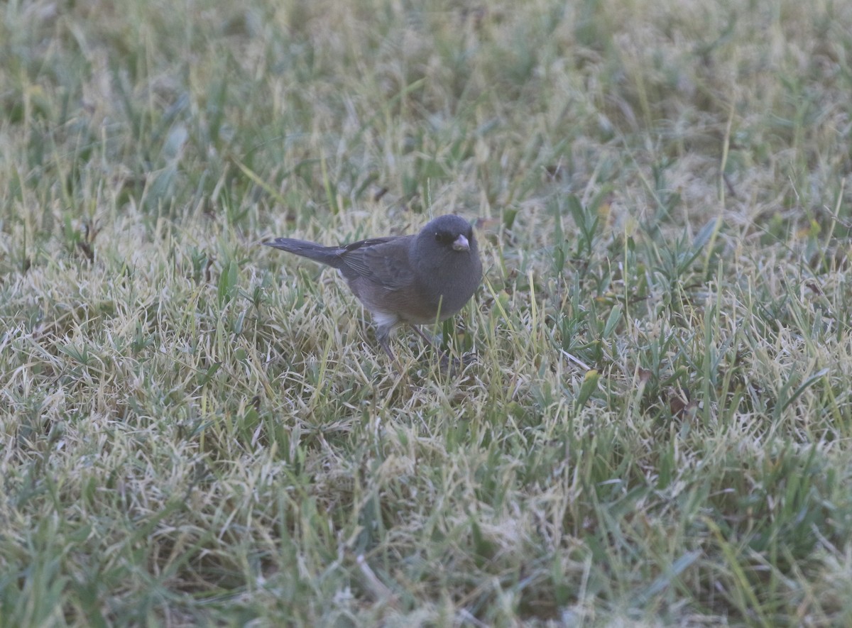 Dark-eyed Junco (Pink-sided) - ML612141666