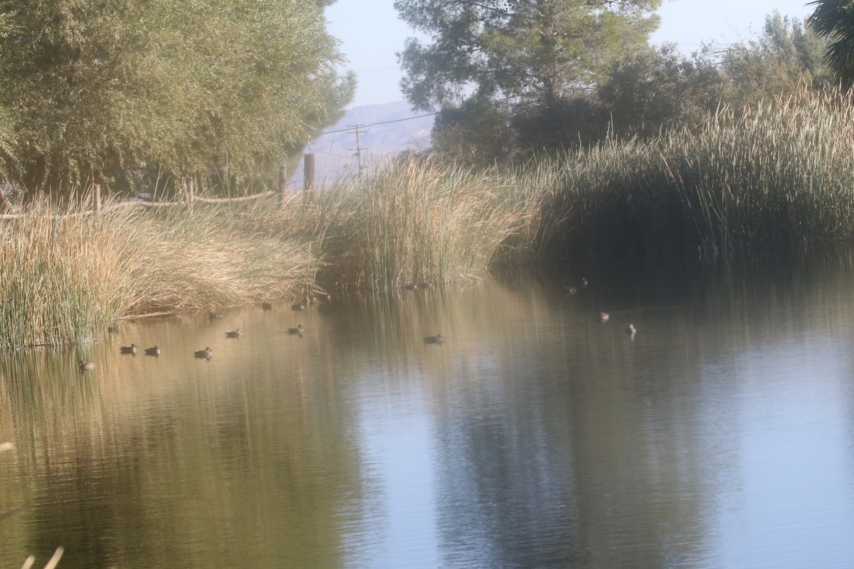 Green-winged Teal - ML612141697