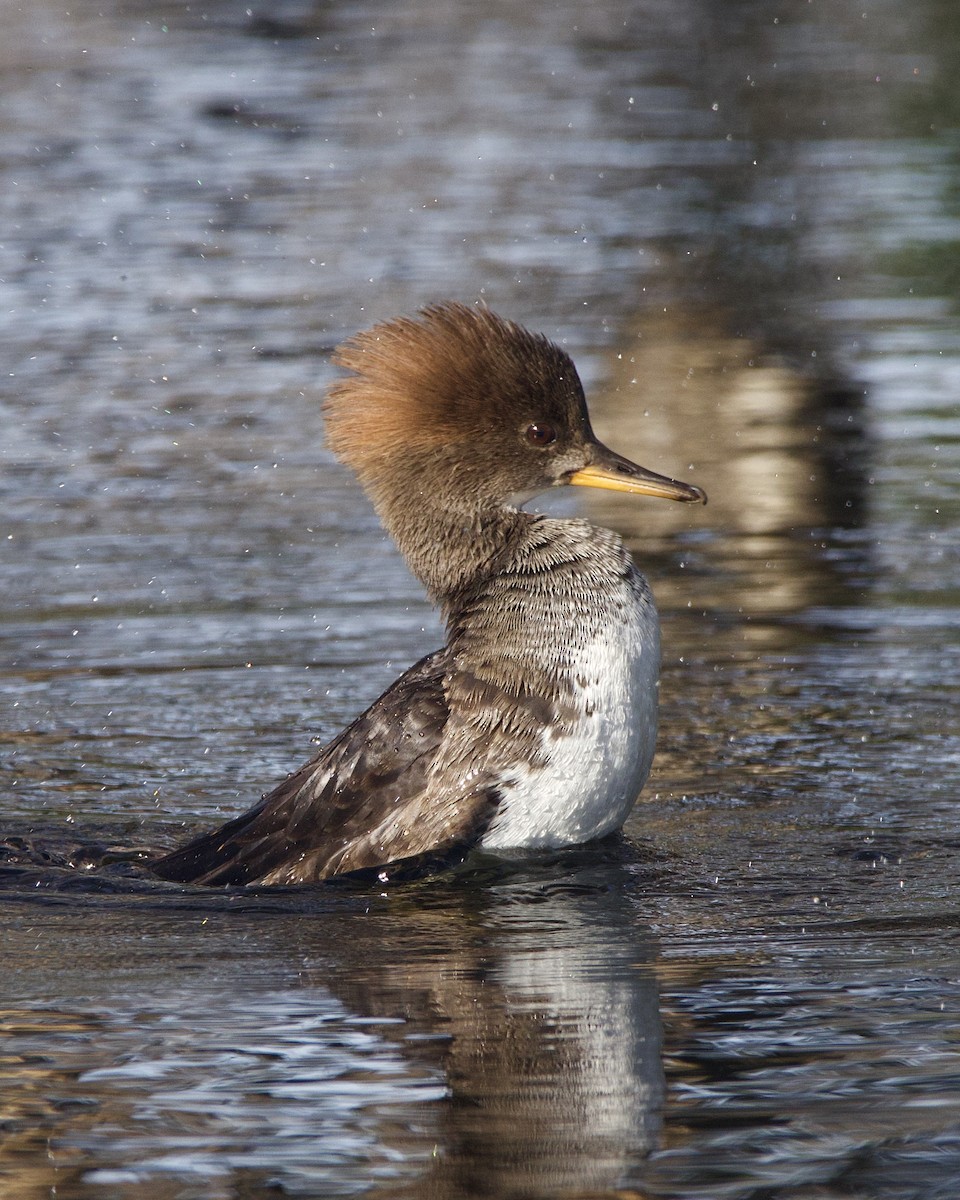 Hooded Merganser - ML612141698