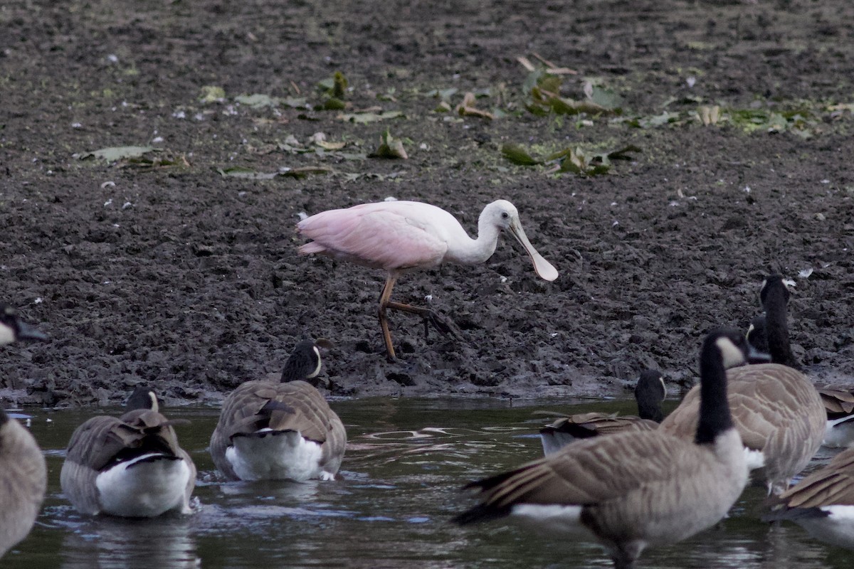 Roseate Spoonbill - ML612141708