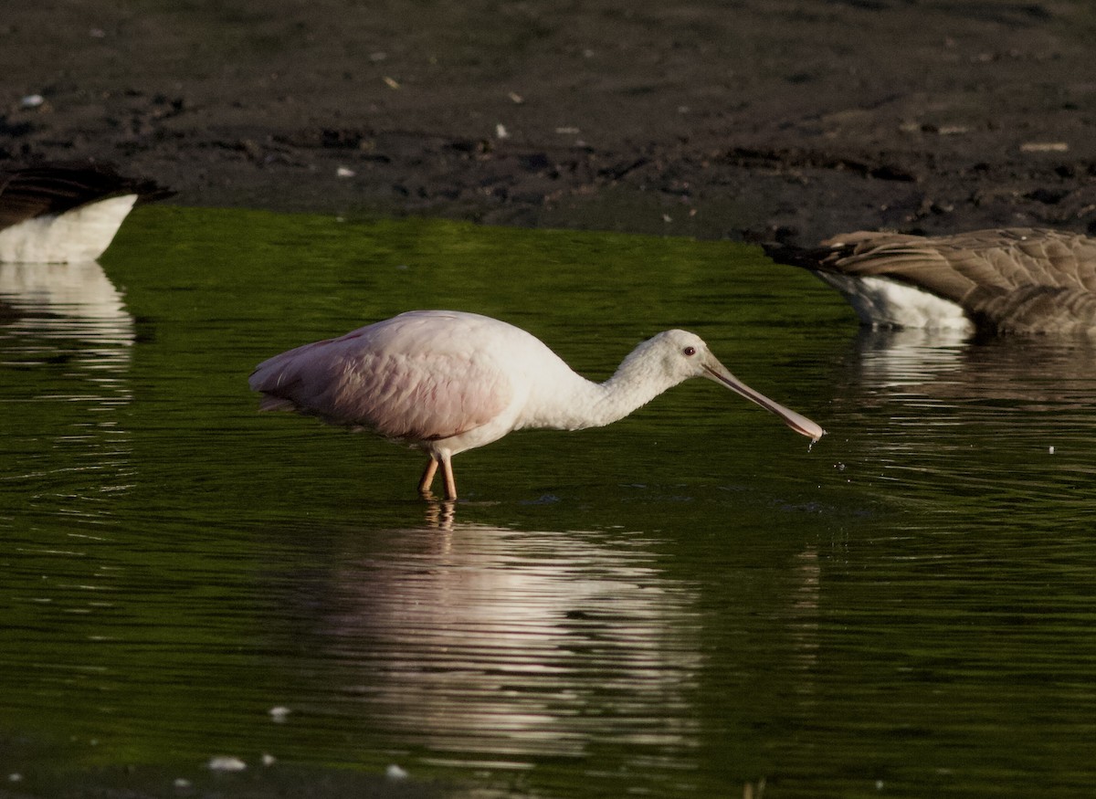 Roseate Spoonbill - ML612141709