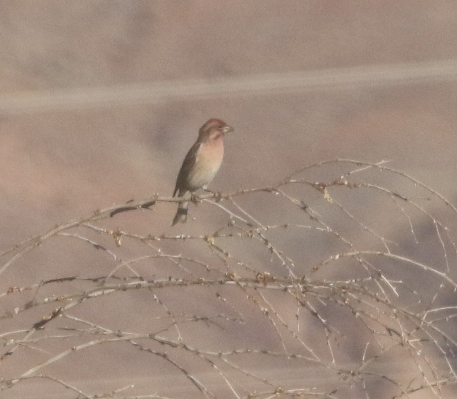 Cassin's Finch - ML612141725