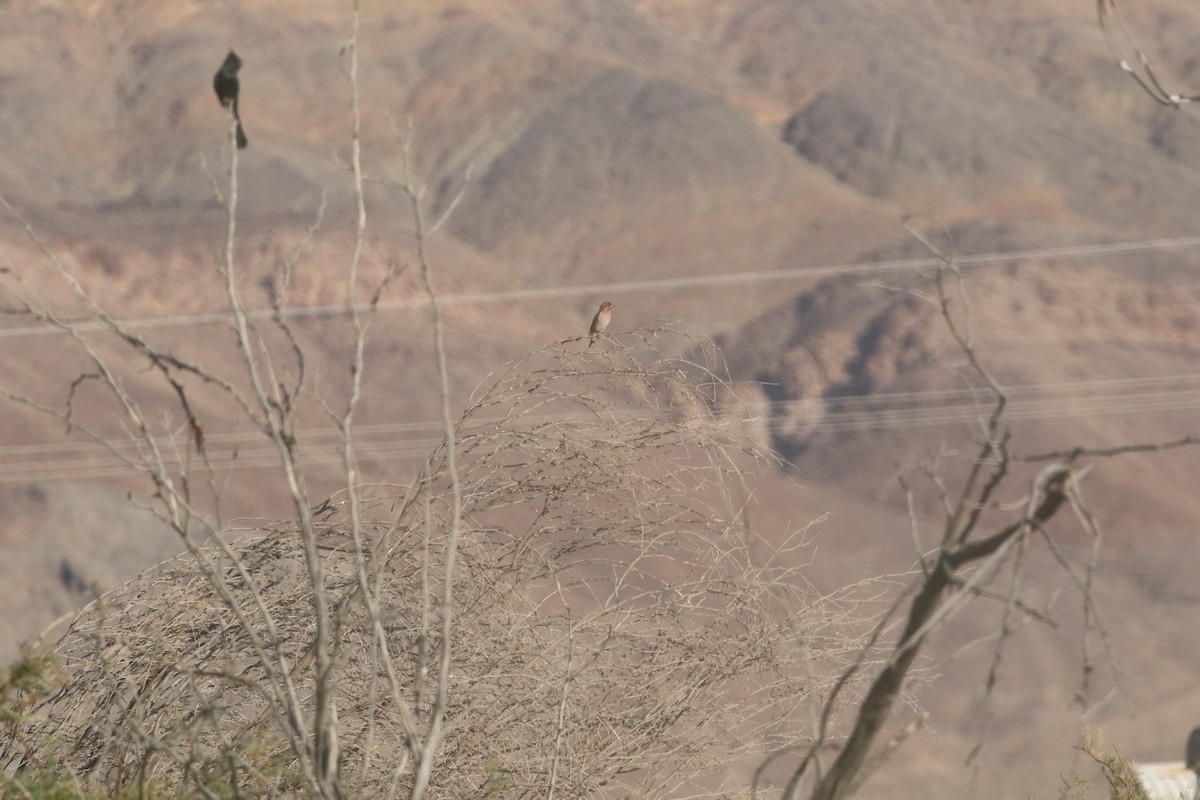 Cassin's Finch - ML612141726