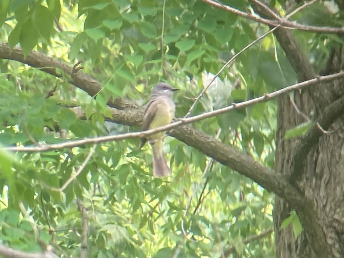 Cassin's Kingbird - ML612141831