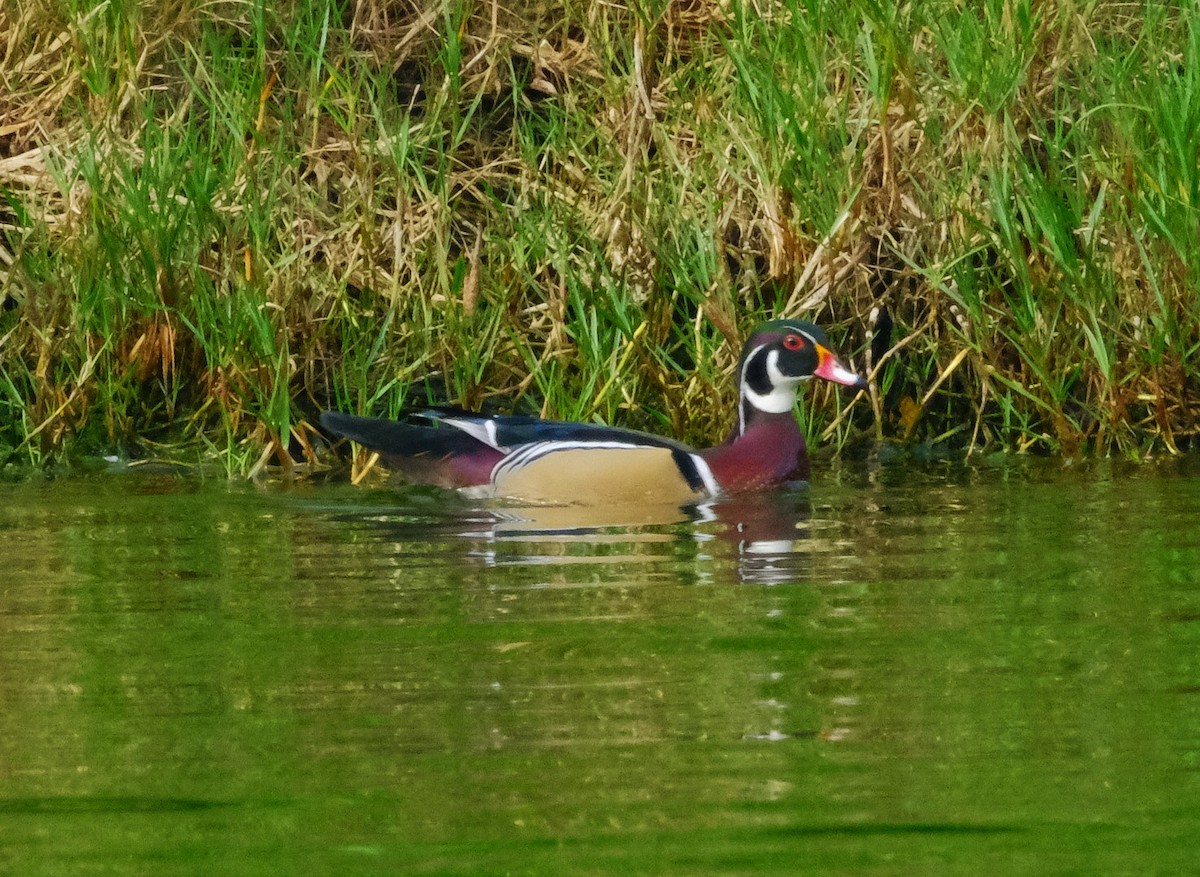 Wood Duck - ML612141850