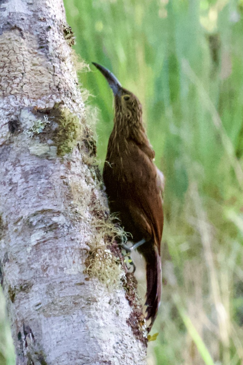 Strong-billed Woodcreeper - ML612141857