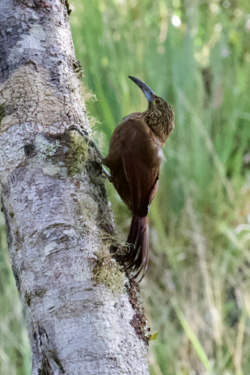 Strong-billed Woodcreeper - ML612141858