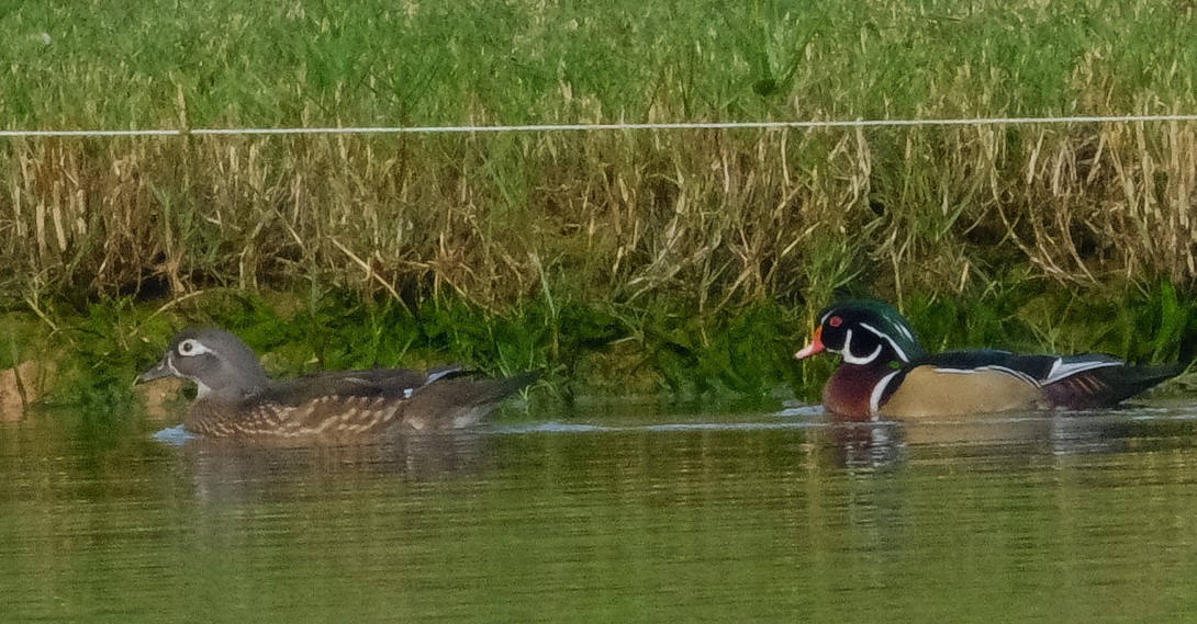 Wood Duck - ML612141895
