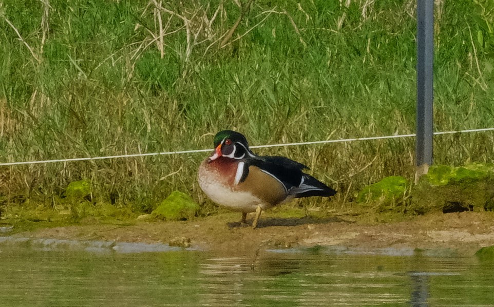 Wood Duck - ML612141903