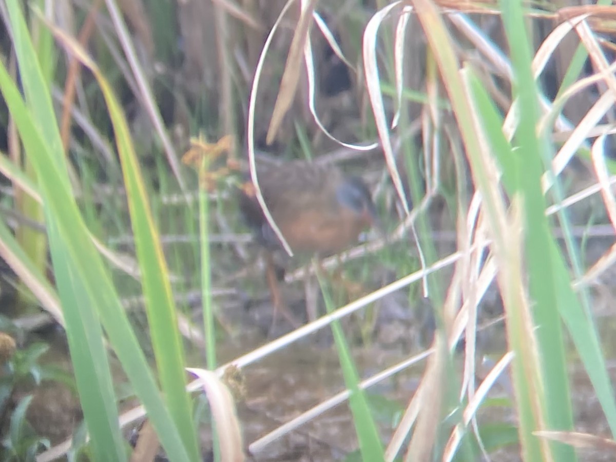 Virginia Rail - ML612141914