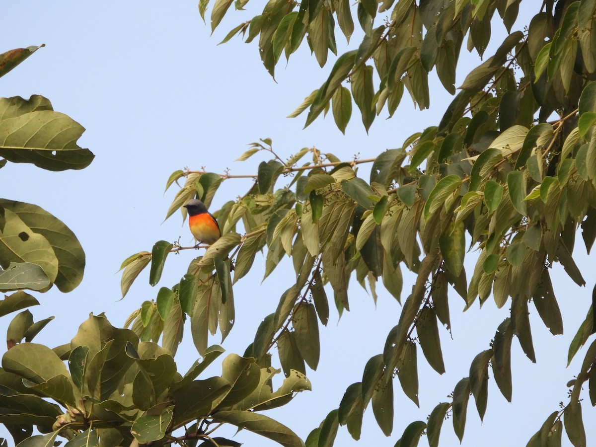 Small Minivet - ML612141948