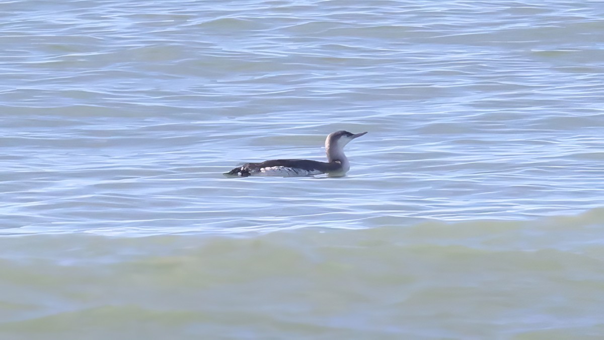Red-throated Loon - ML612141963