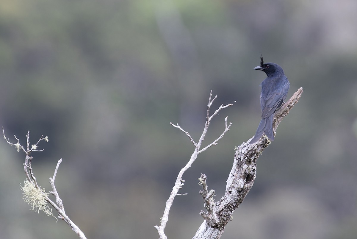 børstedrongo - ML612141974