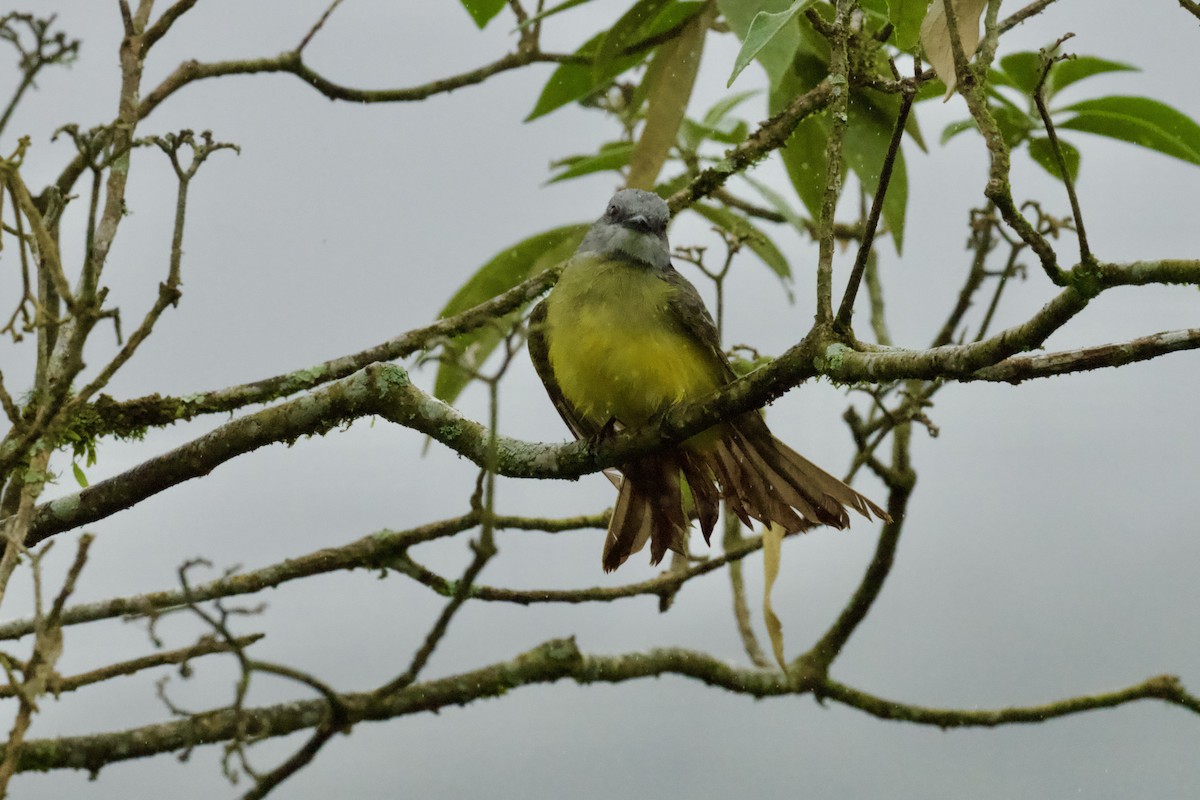 Tropical Kingbird - ML612142076