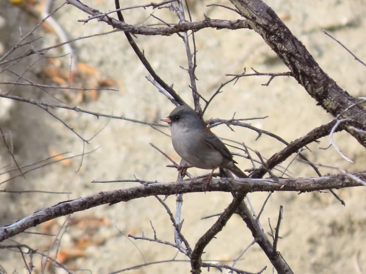 Dark-eyed Junco (Gray-headed) - ML612142151