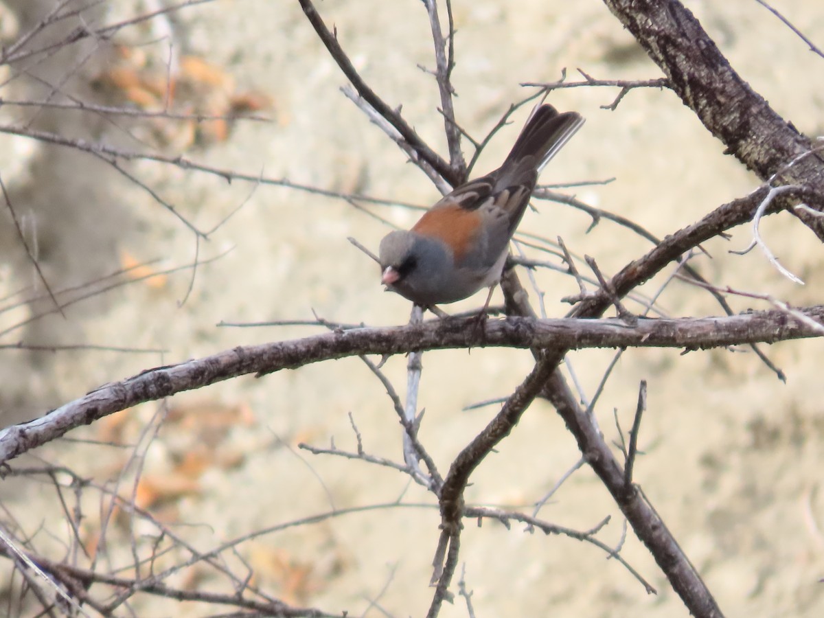 Dark-eyed Junco (Gray-headed) - ML612142152