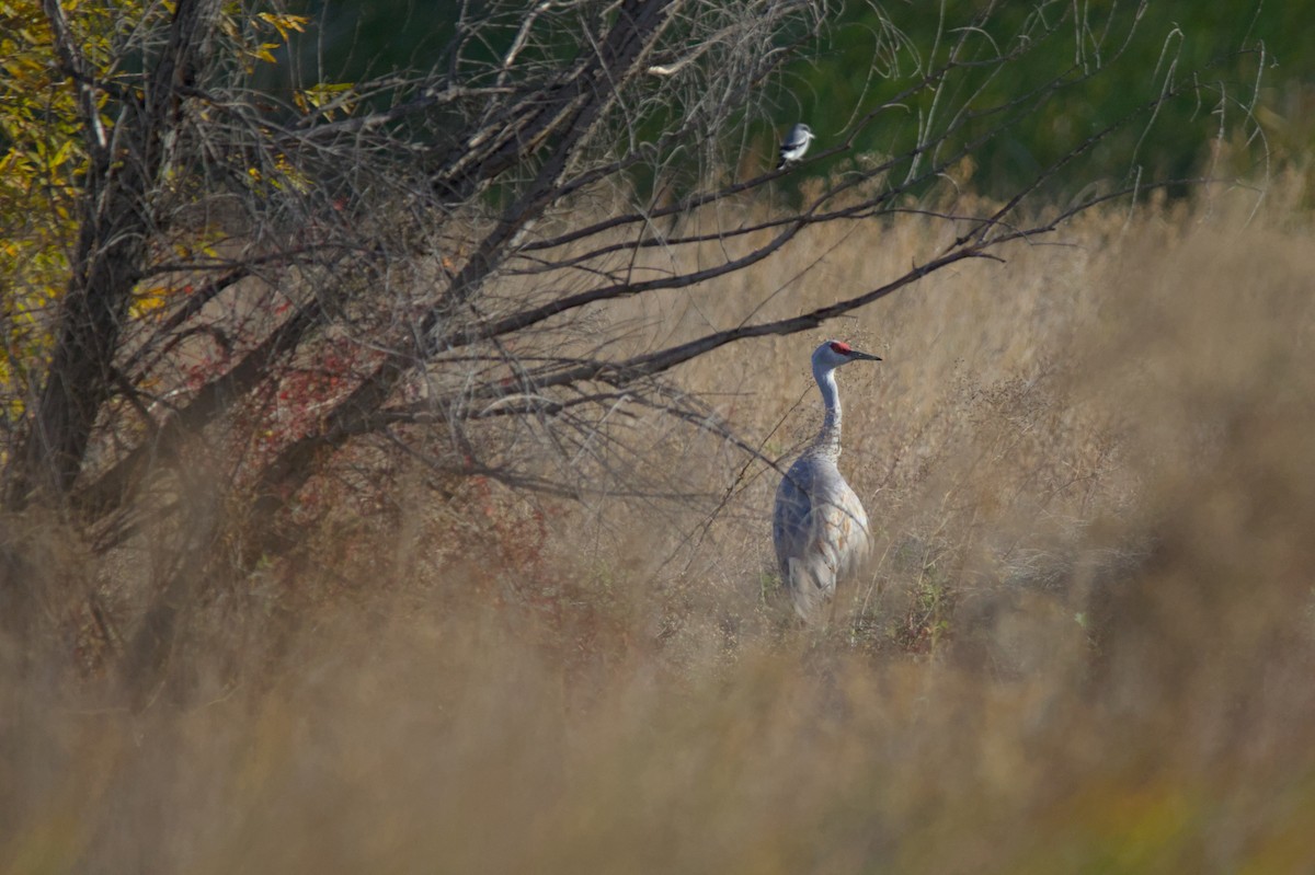 Sandhill Crane - Melissa Petullo