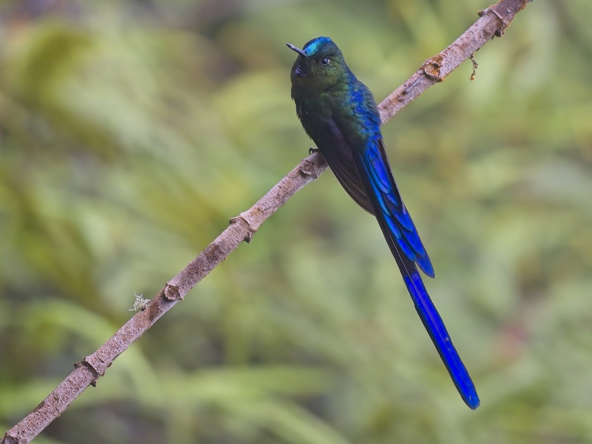 Violet-tailed Sylph - ML612142422
