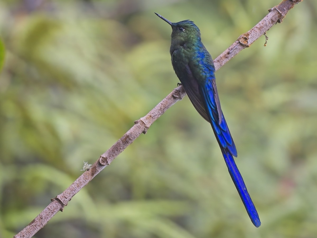 Violet-tailed Sylph - ML612142423