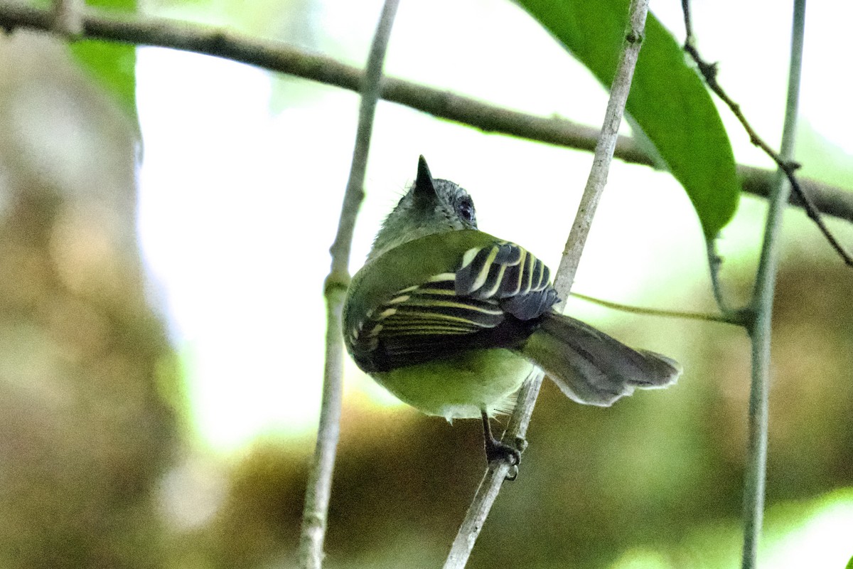 Slaty-capped Flycatcher - Christopher Veale