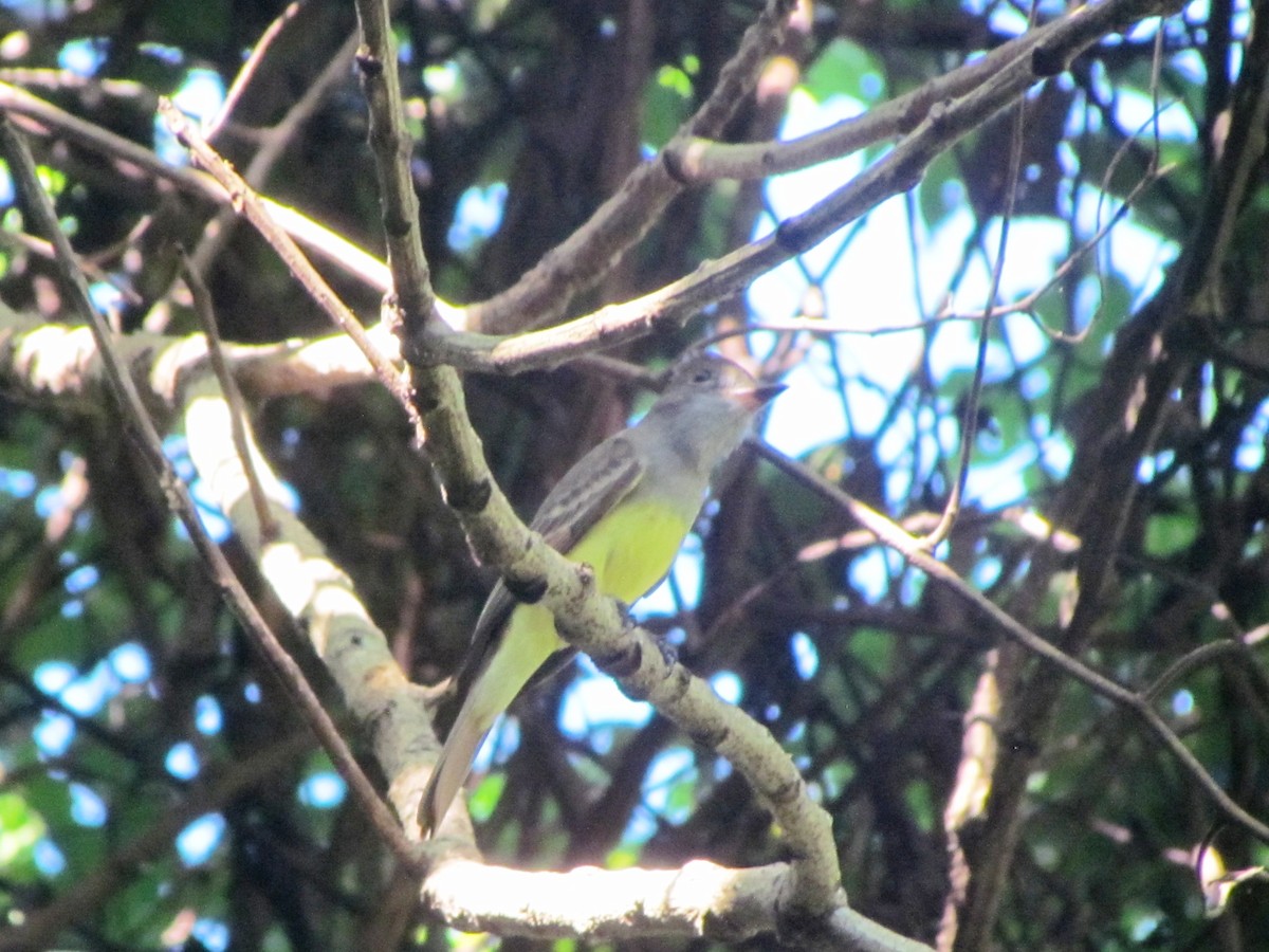 Great Crested Flycatcher - ML612142478