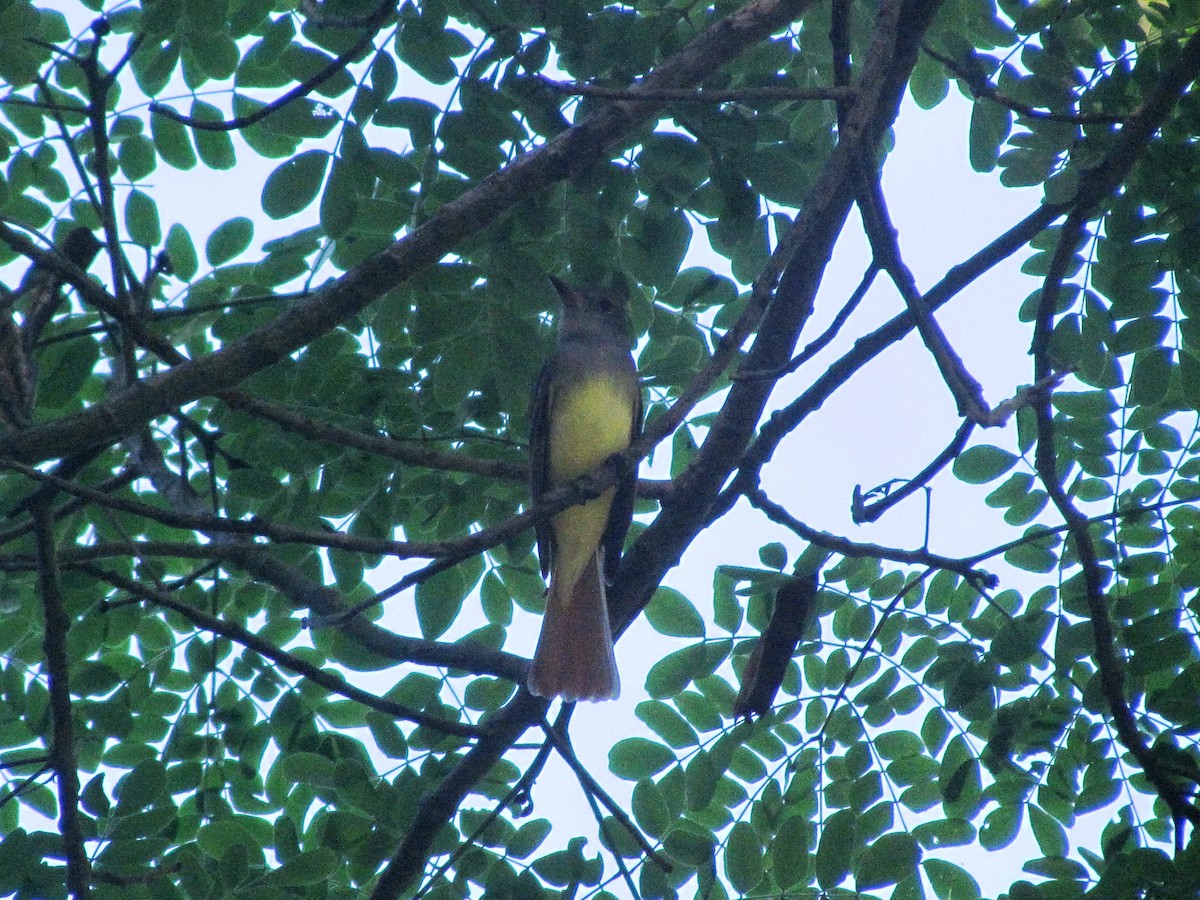 Great Crested Flycatcher - ML612142495