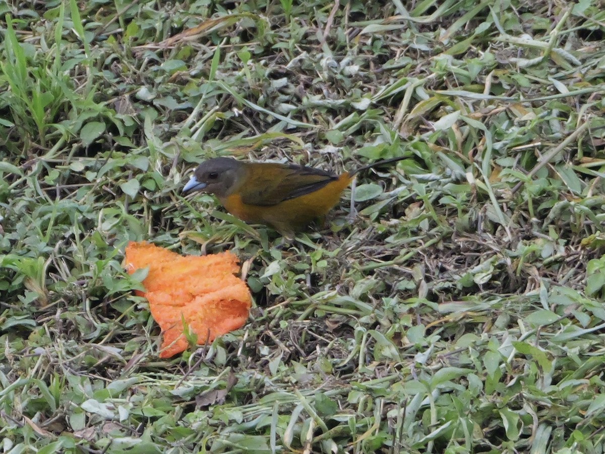 Scarlet-rumped Tanager - ML612142530