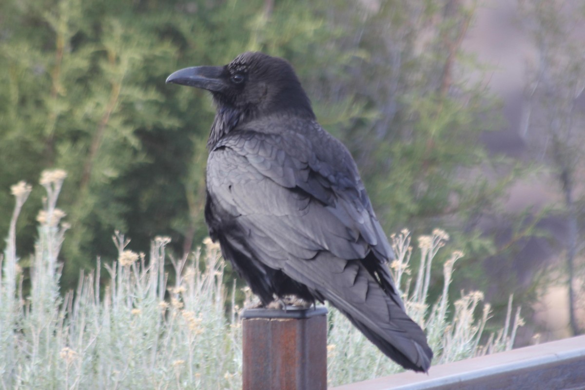 Common Raven - ML612142613