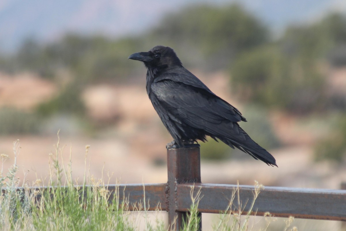 Common Raven - ML612142614