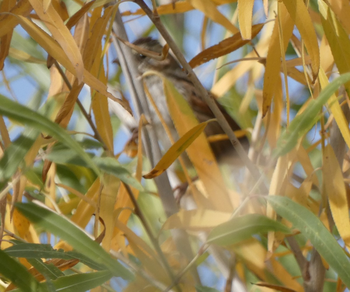 Swamp Sparrow - ML612142684