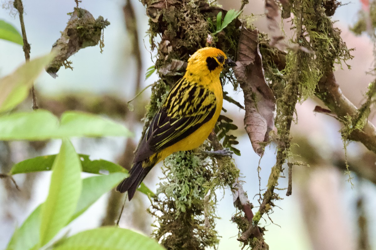 Golden Tanager - ML612142785