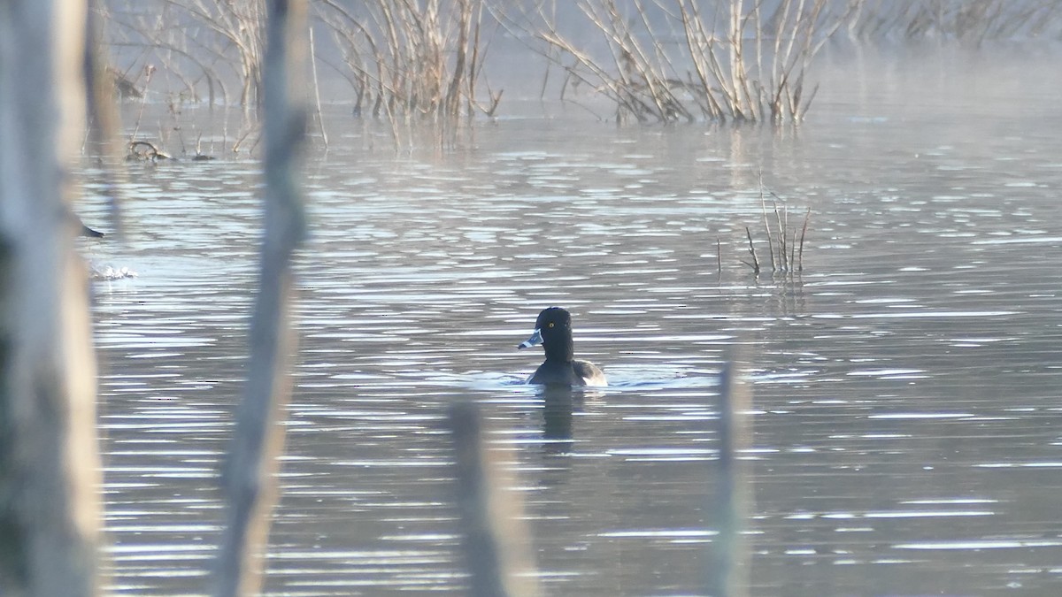 Ring-necked Duck - ML612142890