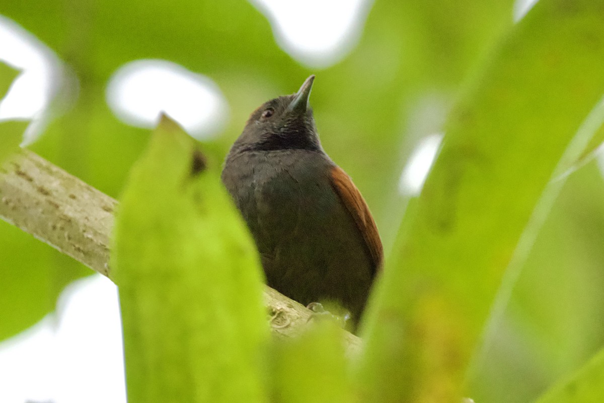 Slaty Spinetail - ML612142933