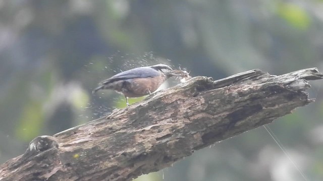 Indian Nuthatch - ML612142972