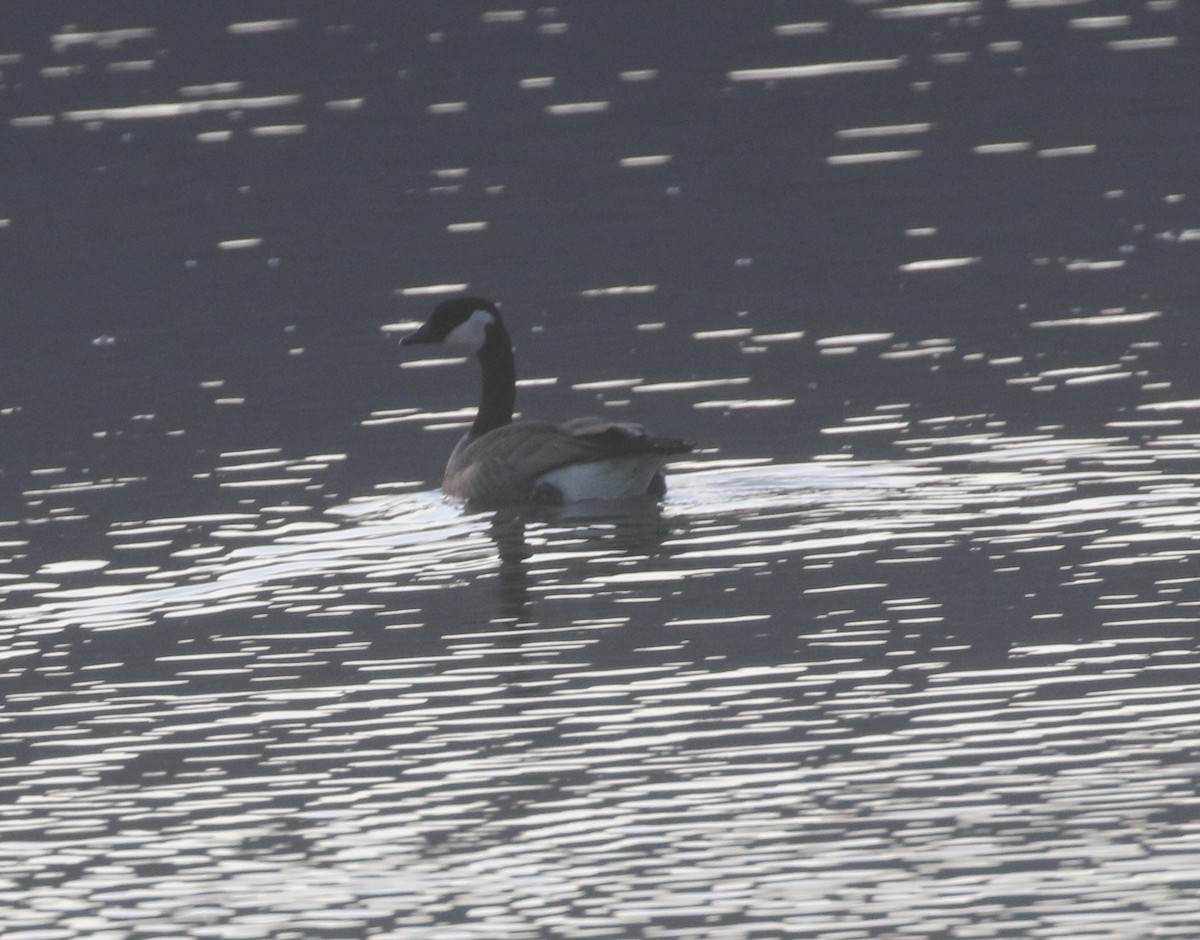 Cackling Goose - logan kahle