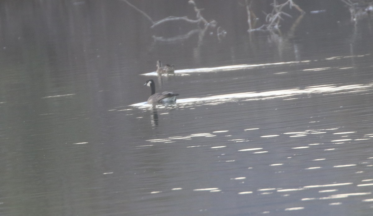 Cackling Goose - ML612143114
