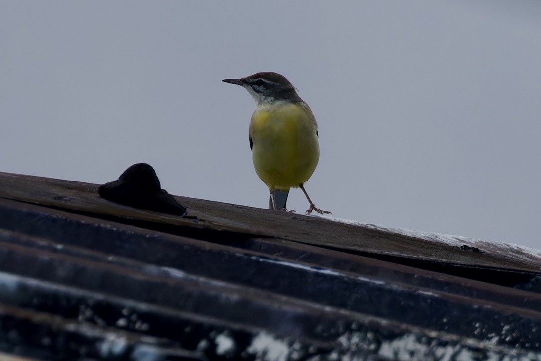 Gray Wagtail - Ted Burkett