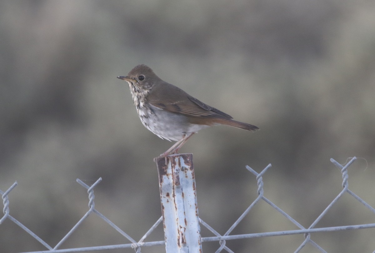 Hermit Thrush - ML612143148