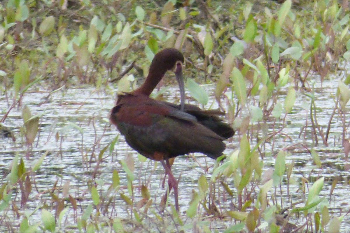 ibis americký - ML61214331