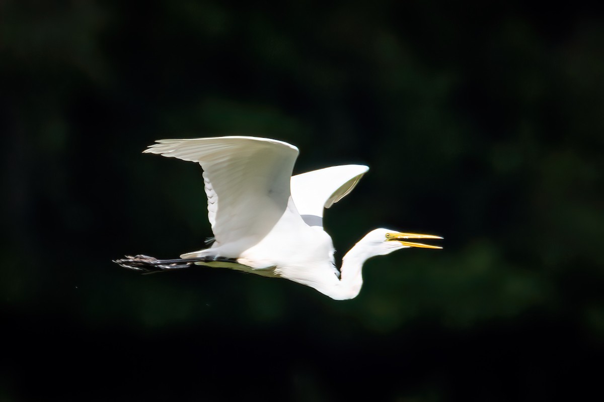 Great Egret - ML612143345