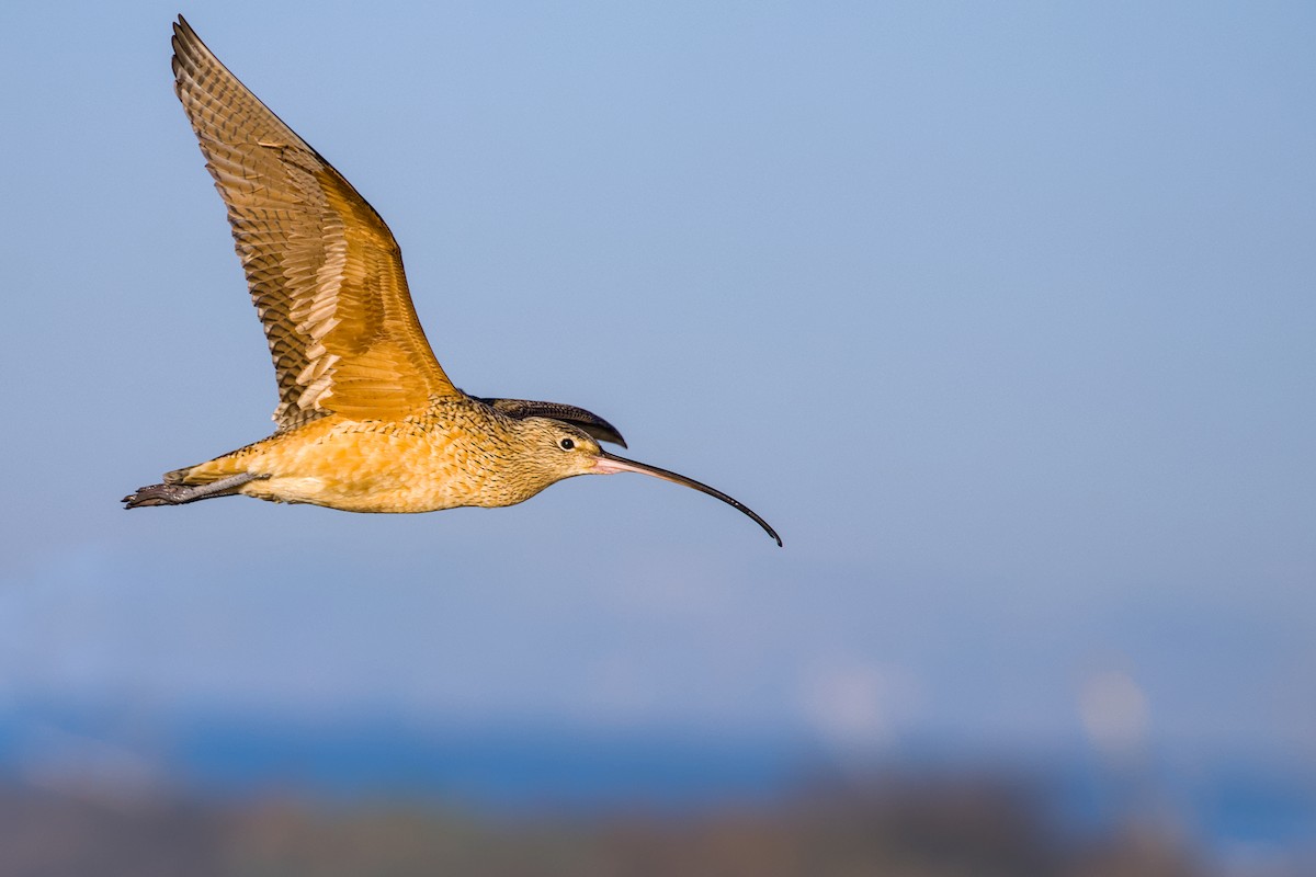 Long-billed Curlew - Max Kelly