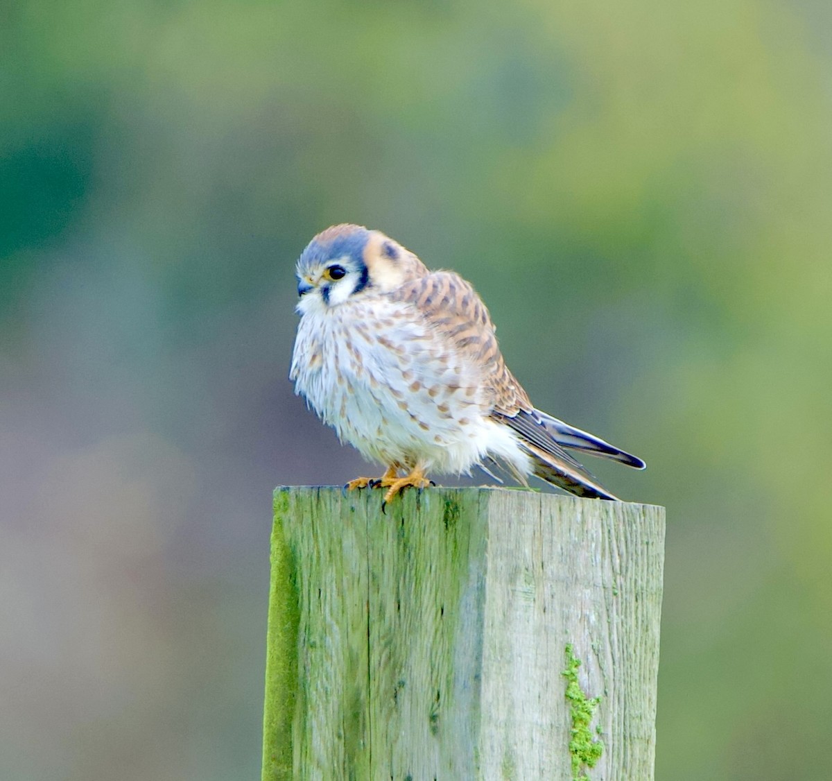 American Kestrel (Northern) - ML612143367