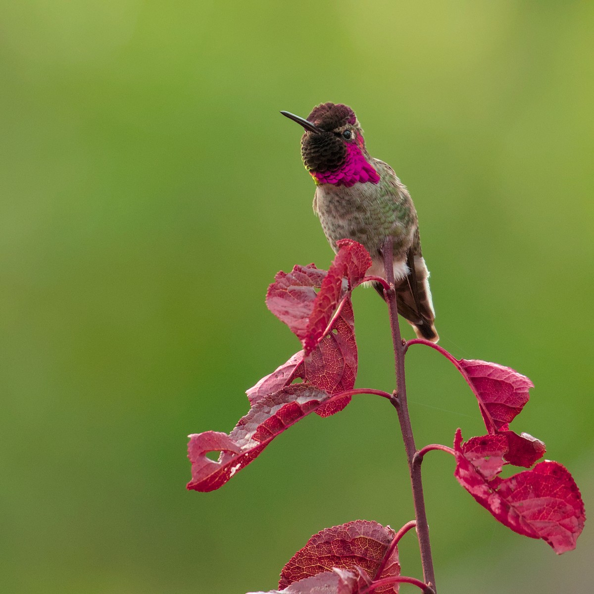 Anna's Hummingbird - ML612143482