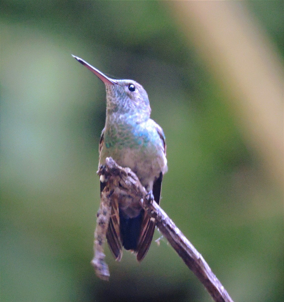 Blue-tailed Hummingbird - ML612143679