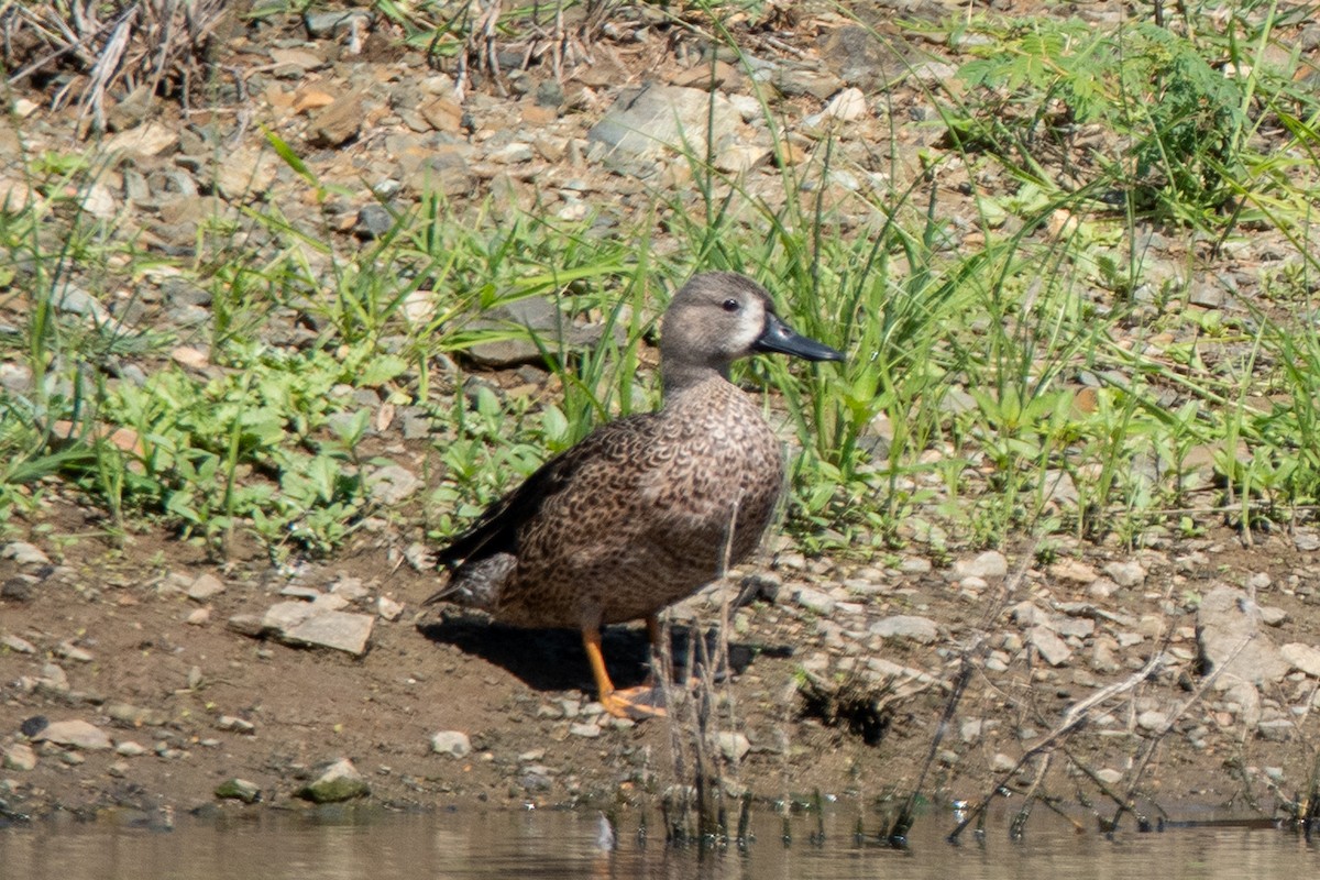 Blue-winged Teal - ML612143718