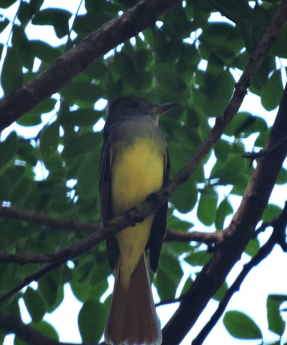 Great Crested Flycatcher - ML612143729
