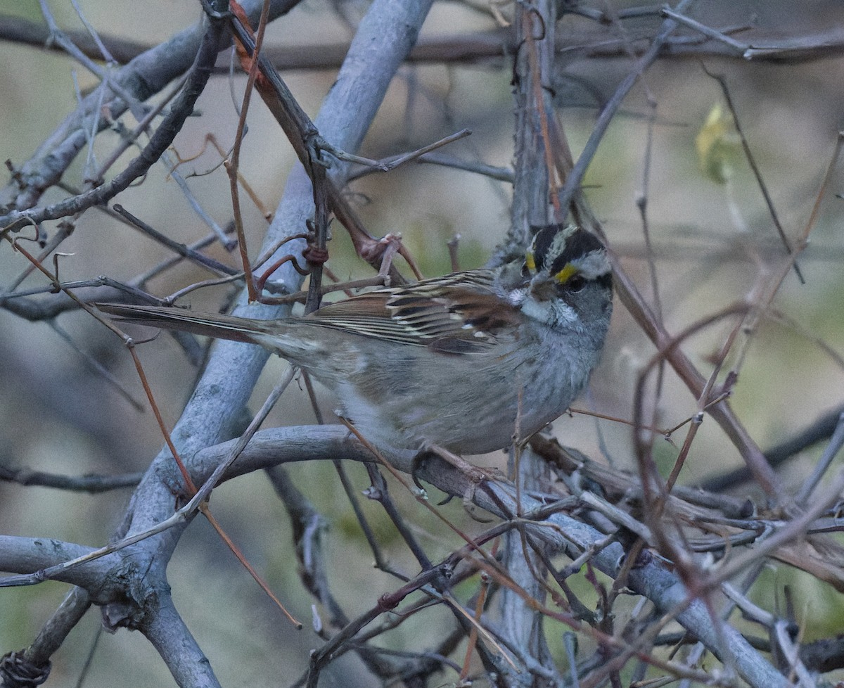 White-throated Sparrow - ML612143740