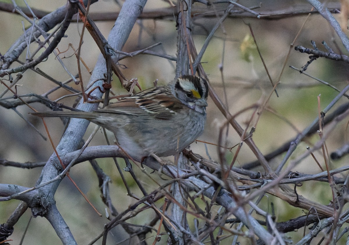 White-throated Sparrow - ML612143741