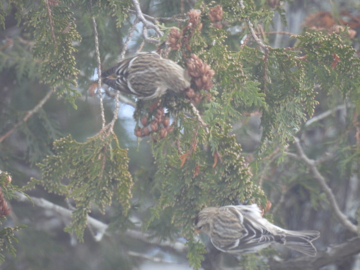 Common Redpoll - ML612143757